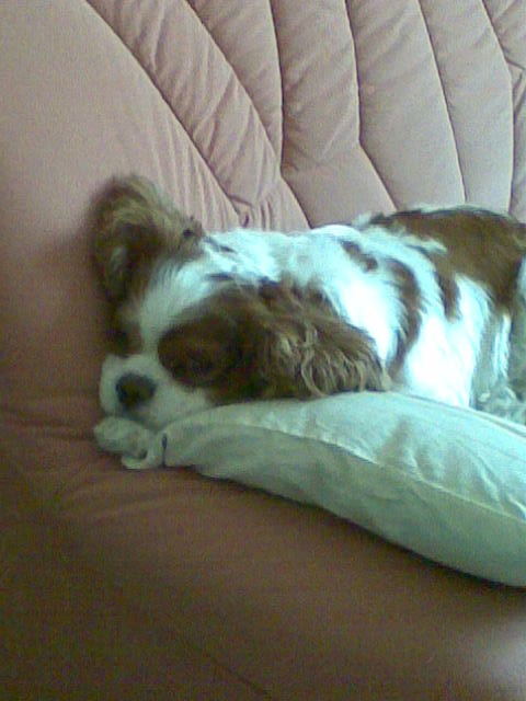 Tonicek po ockovani.jpg